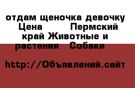 отдам щеночка девочку › Цена ­ 10 - Пермский край Животные и растения » Собаки   